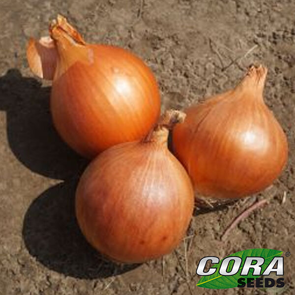 КЕОПЕ (ЦРХ 2312) F1 / KEOPE F1 (CRX 2312) - насіння цибулі, Cora Seeds