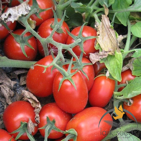 3402 F1 - насіння томата (помідора), Spark Seeds
