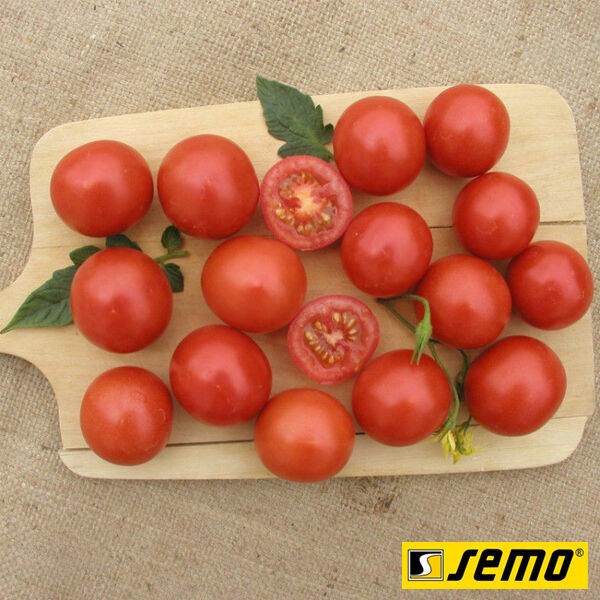 БЕЙБІНО F1 / BEIBINO F1 - насіння томата (помідора), Semo