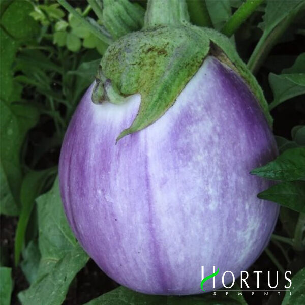БЬЯНКА СФУМАТА ДИ РОСА / BIANKA SFUMATA DI ROSA - семена баклажана, Hortus