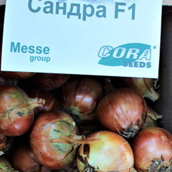 САНДРА F1 / SANDRA F1 (AMBRADOR) - насіння цибулі, Cora Seeds