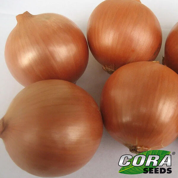 РАНКО F1 / RANKO F1 - семена лука, Cora Seeds