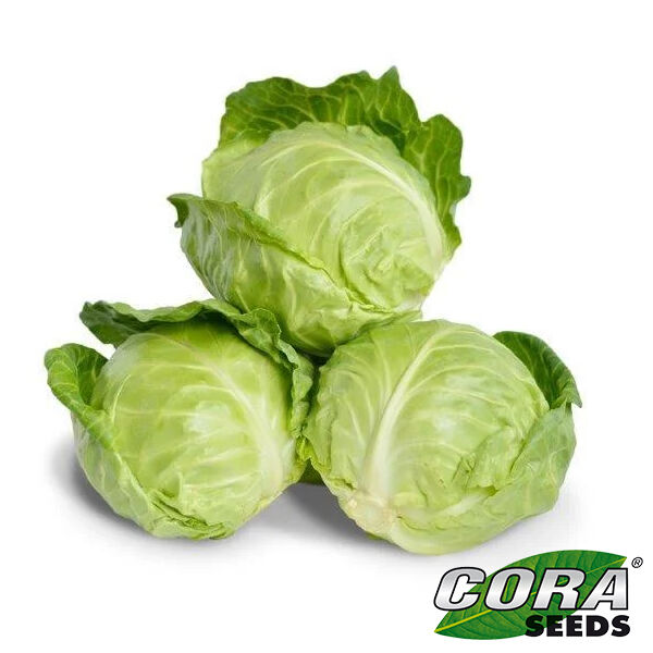 ГЛОБУС F1 / GLOBUS F1 - насіння білоголової капусти, Cora Seeds