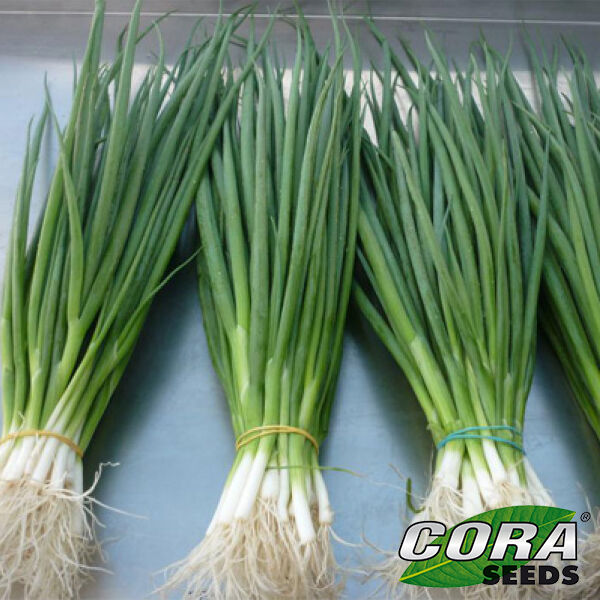 КІМІ F1 / KIMI F1 - насіння цибулі, Cora Seeds