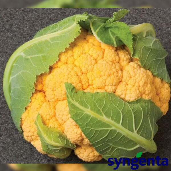 ФЛЕЙМ СТАР F1 / FLEIM STAR F1 - насіння цвітної капусти, Syngenta