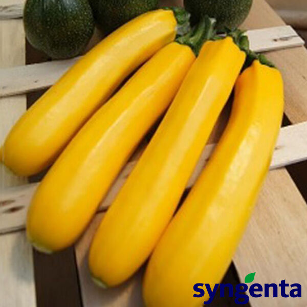 ГОЛДЕН ГЛОРИ F1 / GOLDEN GLORI F1 - семена кабачка, Syngenta