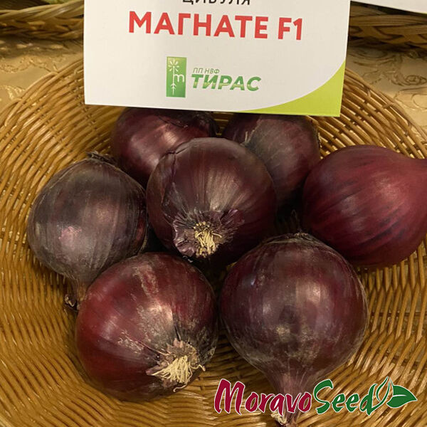 МАГНАТЕ F1 / MAGNATE F1 - насіння цибулі, Moravoseed