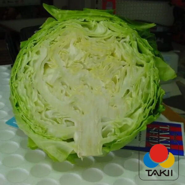 СУНТА F1 / SUNTA F1 - насіння білоголової капусти, Takii Seeds