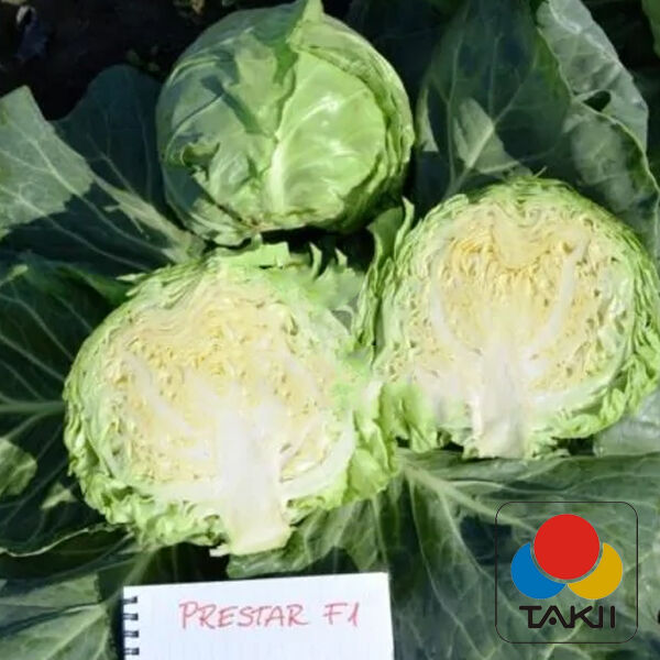 ПРЕСТАР F1 / PRESTAR F1 - насіння білоголової капусти, Takii Seeds