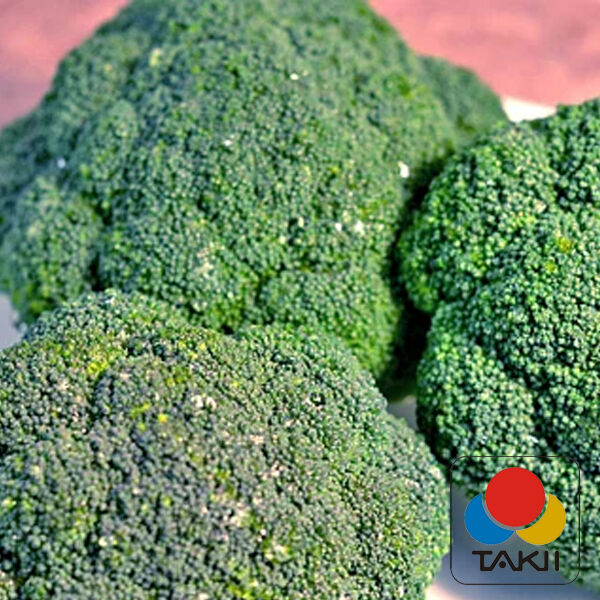 КВІНТА F1 / KVINTA F1 - насіння капусти броколі, Takii Seeds