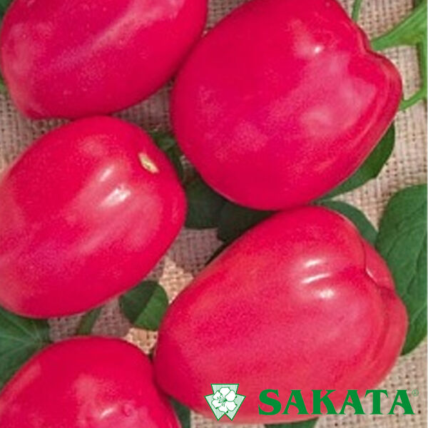 ПИНК ПИОНЕР F1 / PINK PIONER F1 - семена томата (помидора), Sakata
