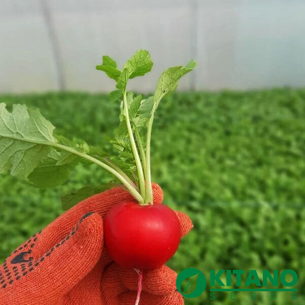 КС 1297 F1 / KS 1297 F1 - насіння редису, Kitano Seeds