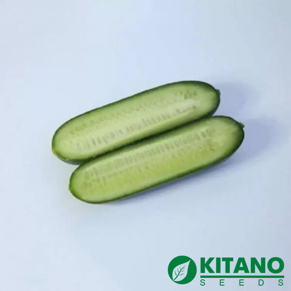 КС 1599 F1 / KS 1599 F1 - семена огурца, Kitano Seeds
