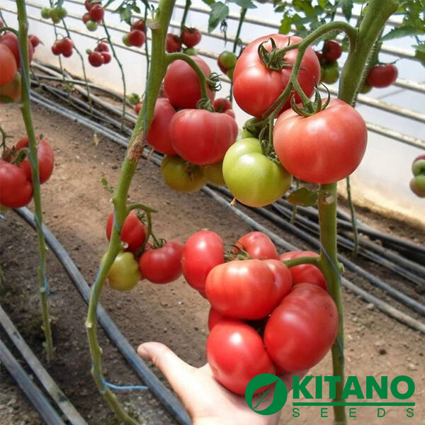 КС 240 F1 / KS 240 F1 - семена томата (помидора), Kitano Seeds