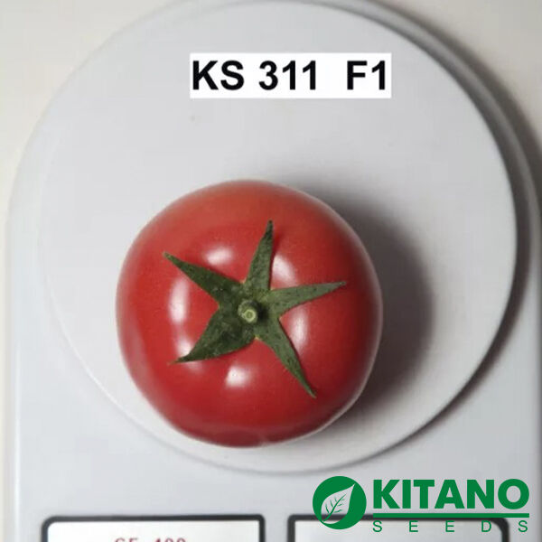 КС 311 F1 / KS 311 F1 - насіння томата (помідора), Kitano Seeds