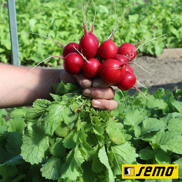 КВАРТА / KVARTA - насіння редису, Semo