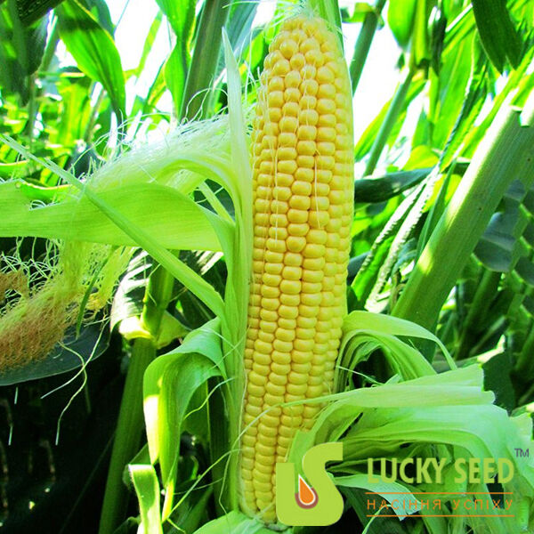 LS 779 F1 (ПРЕМІУМ) - насіння цукрової кукурудзи, Lucky Seed