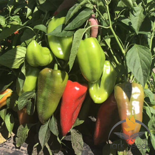 МАГУС F1 / MAGUS F1 - семена перца, Lark Seeds