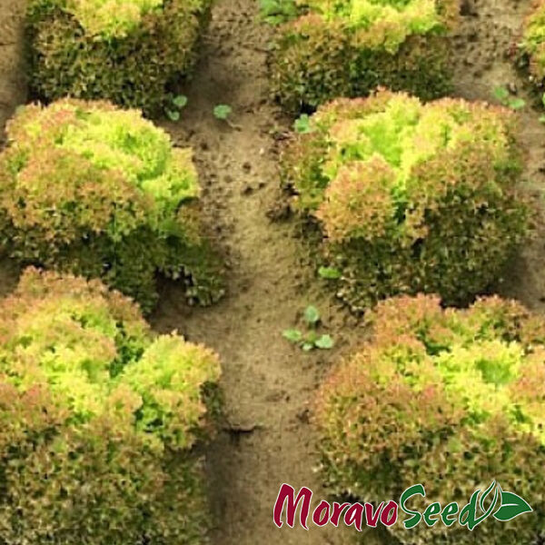 МЕРЛОТ / MERLOT - насіння салату, Moravoseed