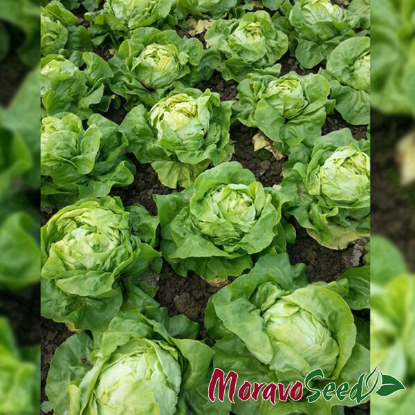 ЛЕНТО / LENTO - насіння салату, Moravoseed