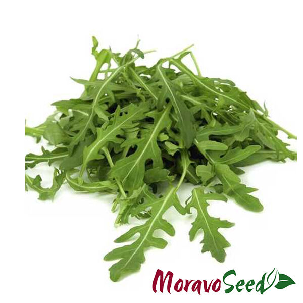 РОКЕТ САЛАТ / ROKET SALAT - семена рукколы, Moravoseed