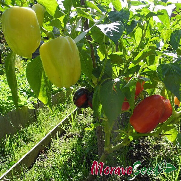 БОНЕТА / BONETA - насіння перцю, Moravoseed