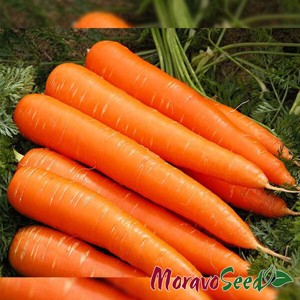 ФРАНСІС / FRANSIS - насіння моркви, Moravoseed