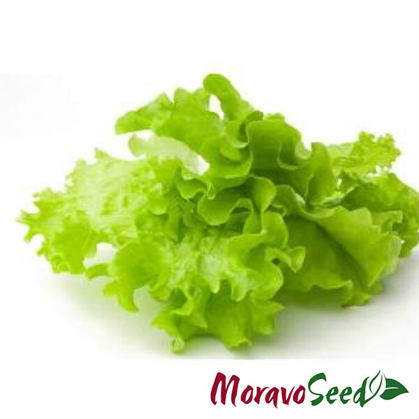 РЕКОРД / REKORD - семена салата, Moravoseed