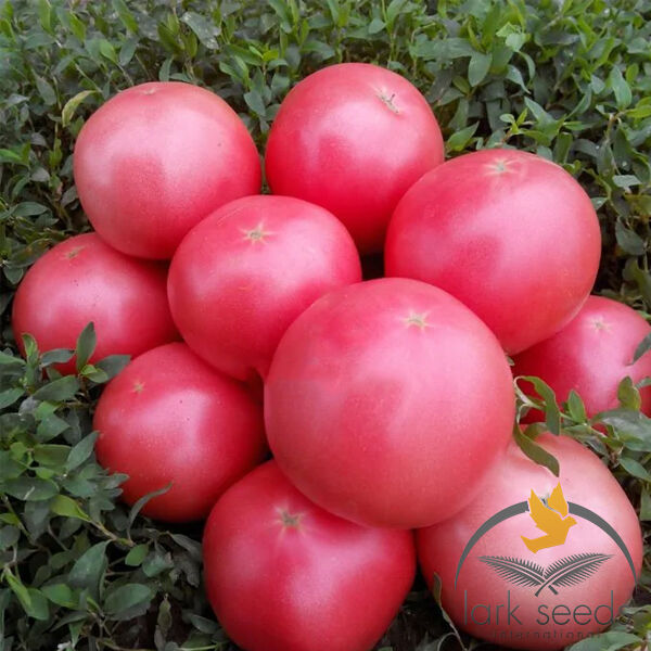 ПІНК СВІТНЕС F1 / PINK SVITNES F1 - насіння томата (помідора), Spark Seeds