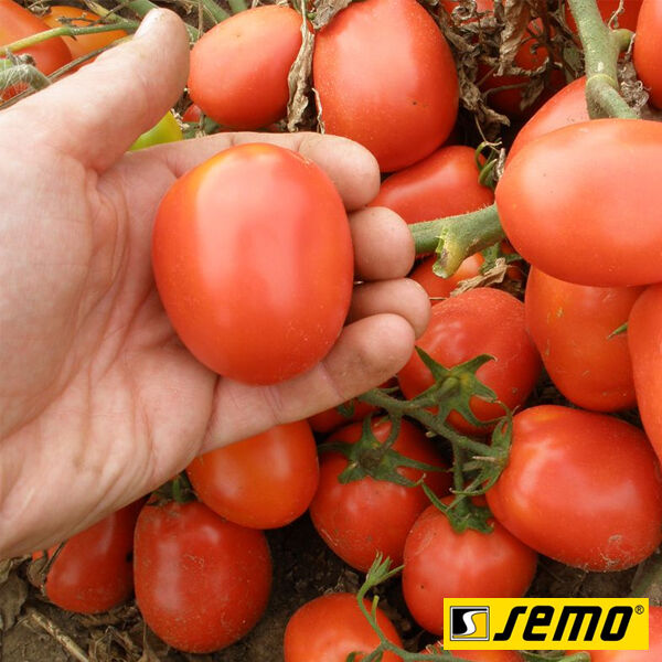 СЕМАРОЛ / SEMAROL - семена томата (помидора), Semo