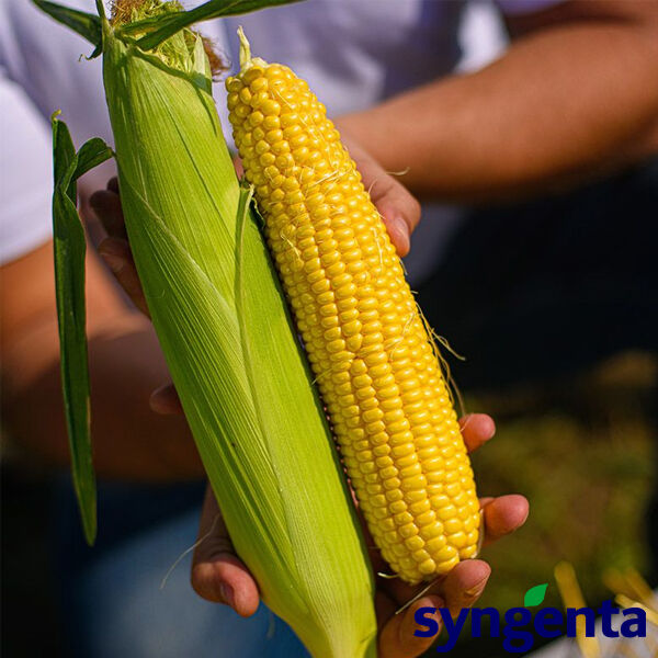 СТРОНГСТАР F1 / STRONGSTAR F1 - насіння цукрової кукурудзи, Syngenta