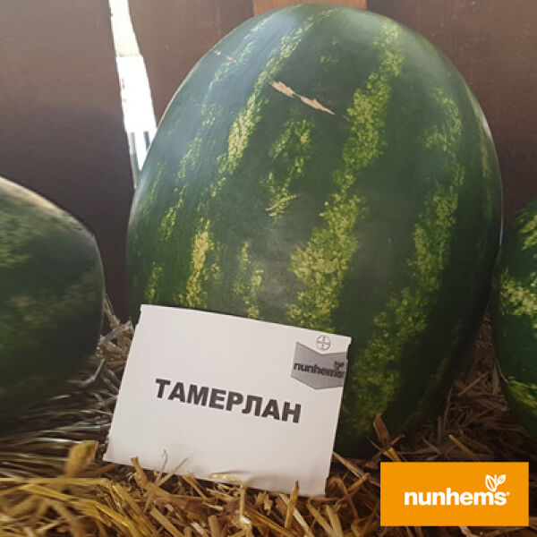 ТАМЕРЛАН F1 / TAMERLAN F1 - насіння кавуна, Nunhems