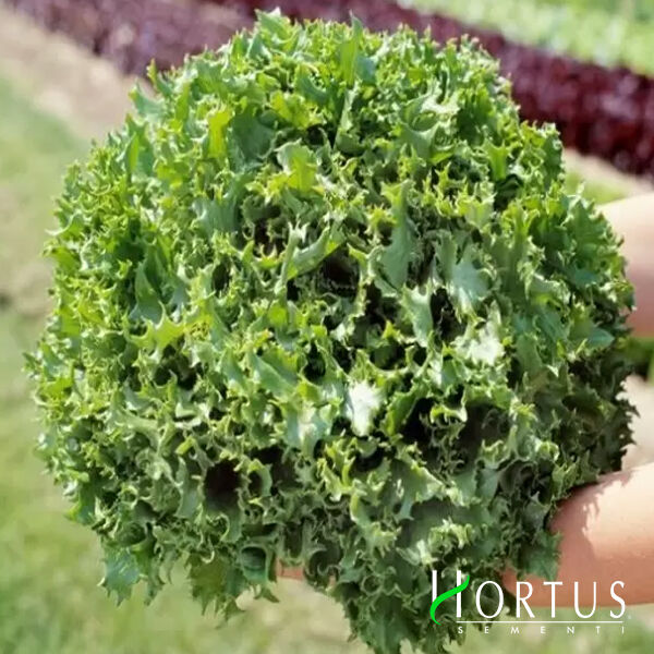ВАЛОНЕ / VALONE - насіння салату, Hortus