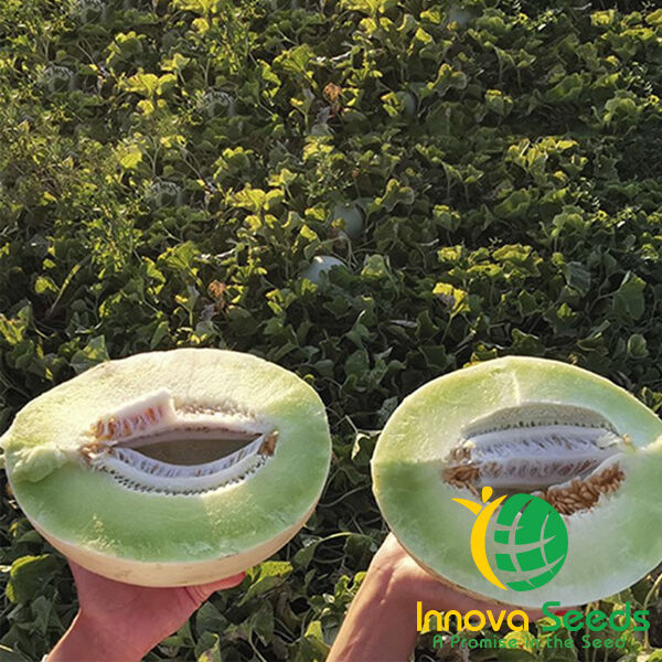 АНУК (ІНХ 1063) F1 / INX 1063 F1 - насіння дині, INNOVA SEEDS