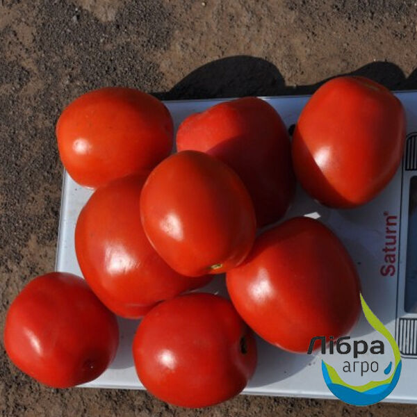 МЕГРЕЗ (ЕЗ 1418) F1 / MEGREZ (EZ 1418) F1 - насіння томата (помідора), LibraSeeds