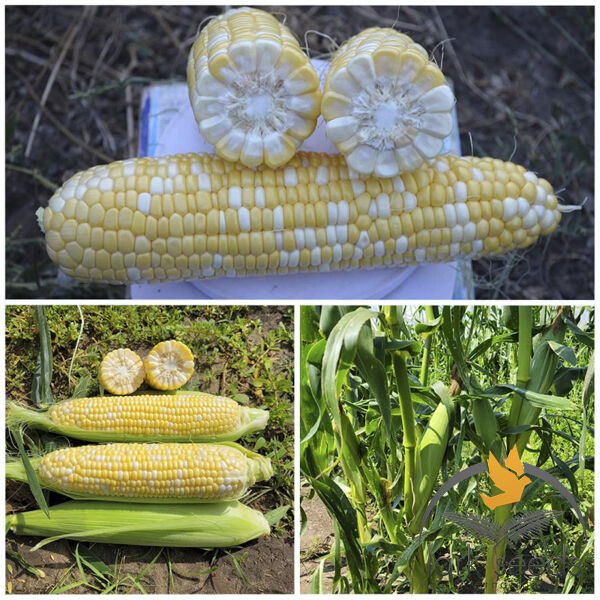 АКВЕДУК F1 / AKVEDUK F1 - семена сахарной кукурузы, Lark Seeds
