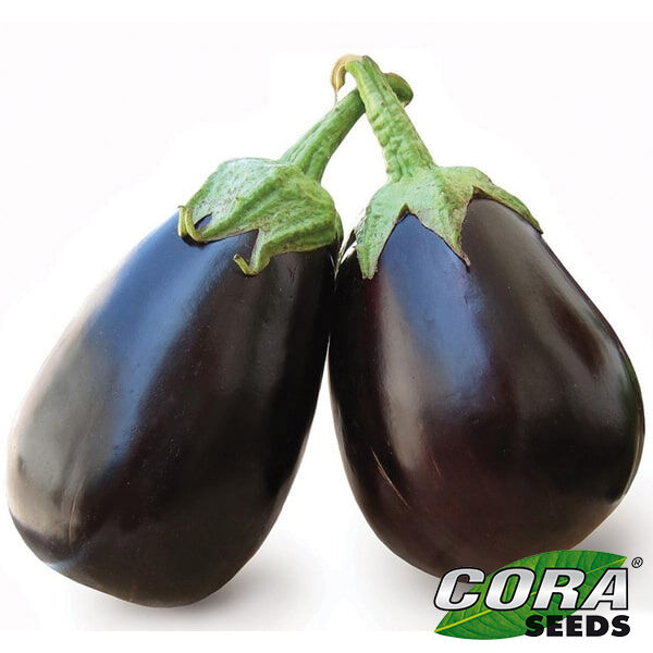 САРА (CRX 50129) F1 / SARA (CRX 50129) F1 - насіння баклажана, Cora Seeds