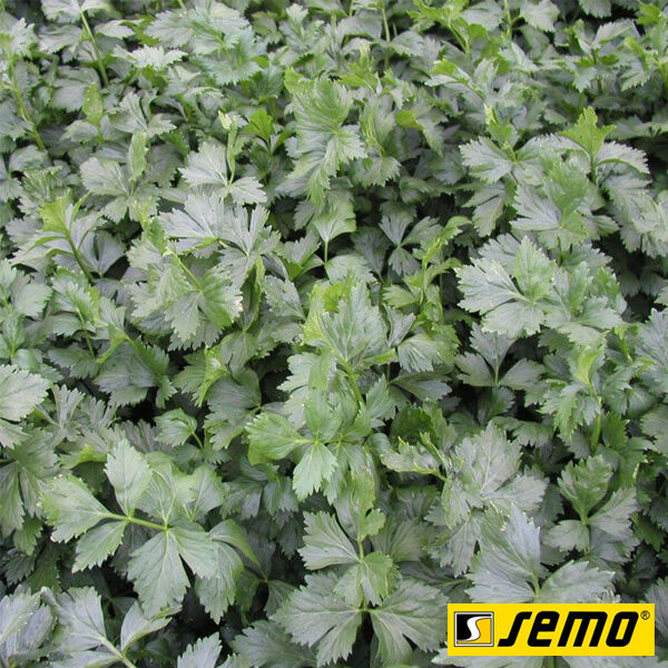 ЕМНИ / EMNI - семена сельдерея, Semo