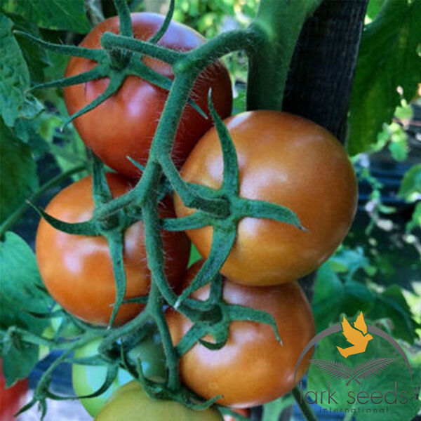 ЭНИГМА F1 / ENIGMA F1 - семена томата (помидора), Lark Seeds