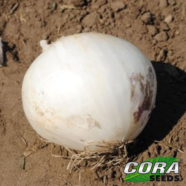 ХІДРАС F1 / HIDRAS F1 - насіння цибулі, Cora Seeds
