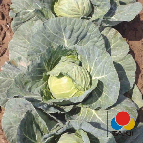 ЧИТА F1 / CHITA F1 - семена белокачанной капусты, Takii Seeds
