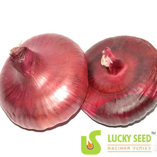 ЯЛТИНСЬКИЙ F1 / YALTINSKII F1 - насіння цибулі, Lucky Seed