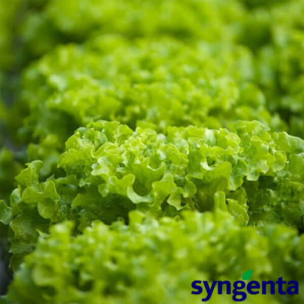 ФРІСОЛ / FRISOL - насіння салату, Syngenta