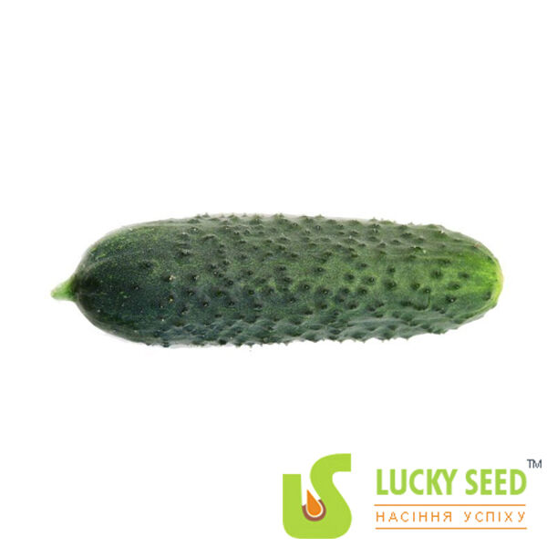 ДЖУНІОР F1 / JUNIOR F1 - насіння огірка, Lucky Seed