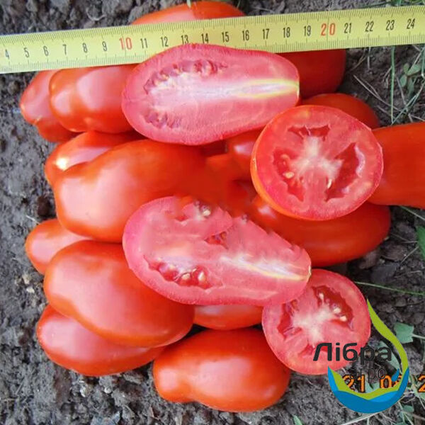 САН ПАРАДАЙС (M177) F1 / SAN PARADAIS (M177) F1 - насіння томата (помідора), LibraSeeds