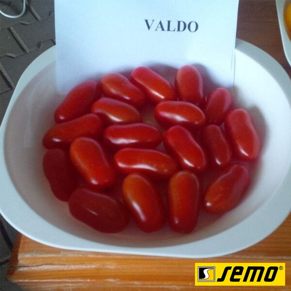 ВАЛДО F1 / VALDO F1 - насіння томата (помідора), Semo