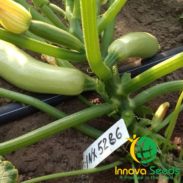 РЕНДИ (ИНХ 5286) F1 / INX 5286 F1 - семена кабачка, INNOVA SEEDS