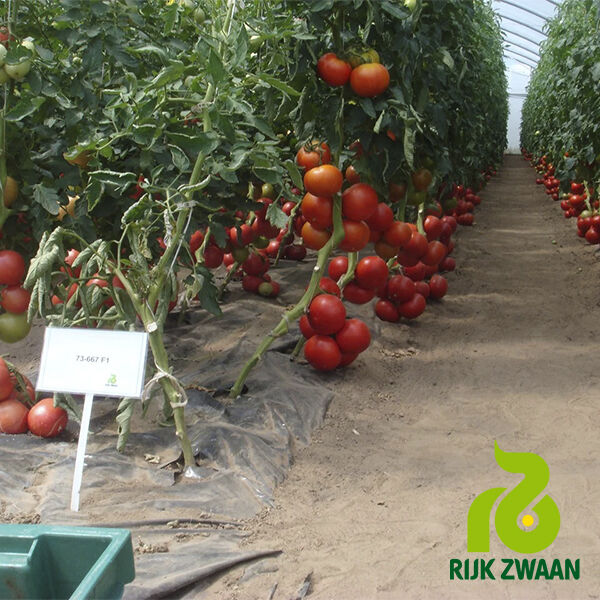 АЛАМІНА F1 / ALAMINA F1 - насіння томата (помідор), Rijk Zwaan