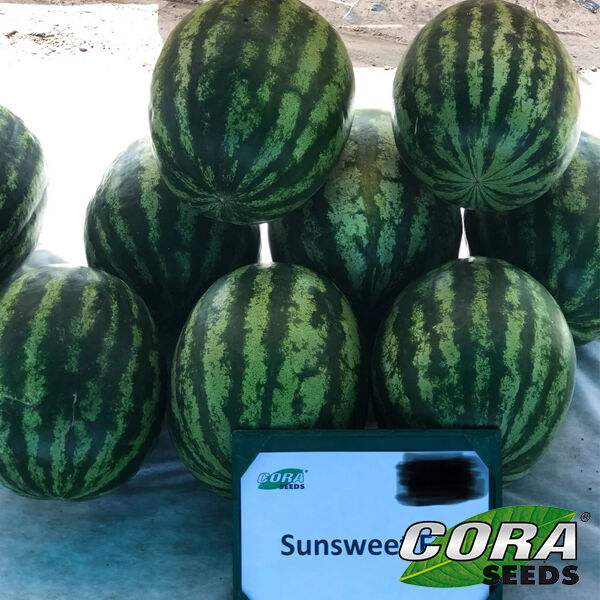 САНСВИТ F1 / SUNSWEET F1 - семена арбуза, Cora Seeds