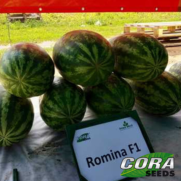 РОМІНА F1 / ROMINA F1 - насіння кавуна, Cora Seeds